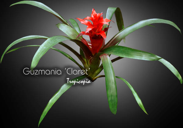 Bromeliad - Guzmania 'Claret' - Guzmania